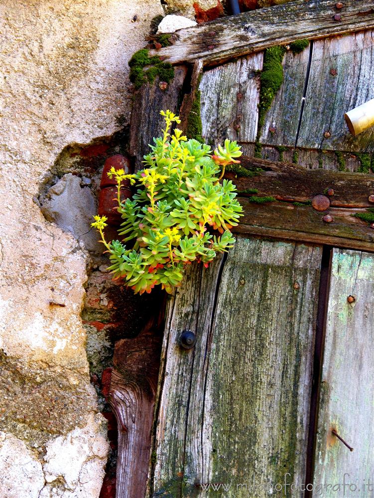 Milan (Italy) - Sedum plant on an old door in Assiano, one of the Milan villages